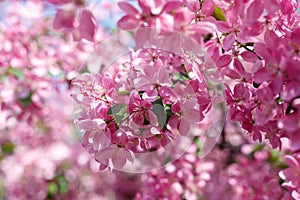 Beautiful pink cherry tree blossoms in sun lights at spring. Nature