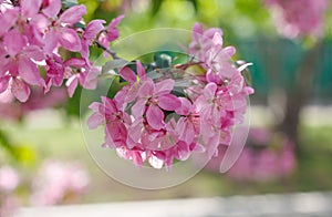 Beautiful pink cherry tree blossoms in sun lights at spring. Nature