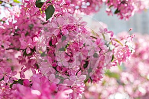 Beautiful pink cherry tree blossoms in sun lights at spring. Nature