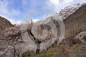 A beautiful pink cherry tree surrounding with cherry blossum trees