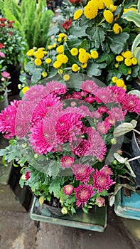 Beautiful pink chrysan flower
