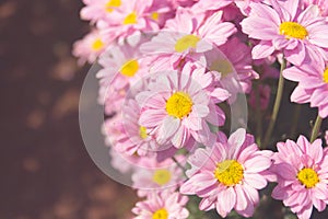 Beautiful pink chrysanthemum flower