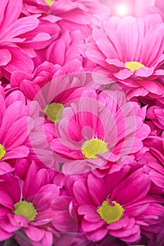 Beautiful pink chrysanthemum flower with sunbeam