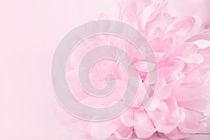 Beautiful pink chrysanthemum flowers in soft style for background