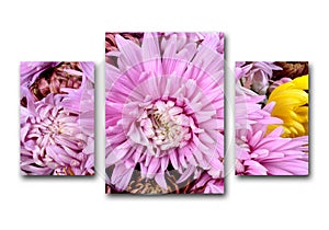 Beautiful pink chrysanthemum structured on a white background. Summer floral