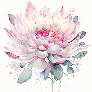 Beautiful pink chrysanthemum watercolor painting on white background Generative AI