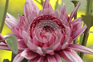 Beautiful pink chrysanthemums close up in autumn Sunny day in the garden. Autumn flowers. Flower head