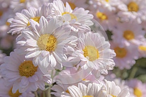 Beautiful pink chrysanthemums flowers in the garden