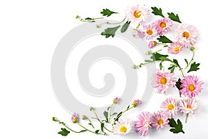 Beautiful pink chrysanthemums and green leaves on a white background. top view, space for a text. flower frame layout