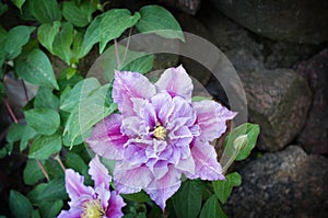 Beautiful pink clematis cultivar 'Piilu'