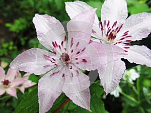 Beautiful pink clematis flower in the garden photo