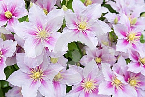 Beautiful pink clematis. Piilu