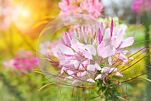 Beautiful pink cleome spinosa or spider flower in the garden