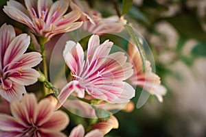 Beautiful pink cliff maids blooming on the balcony in spring