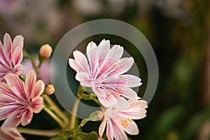 Beautiful pink cliff maids blooming on the balcony in spring