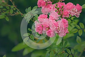 Beautiful pink climbing roses in spring in the garden