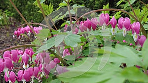 Beautiful pink color of Bleeding Heart flowers, a unique flowering plant blooming in the Spring