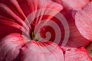 Beautiful pink color of flower petals Pelargonium zonale Willd. Macrophotography