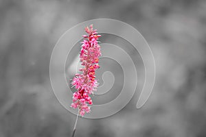 A beautiful pink color flower stem