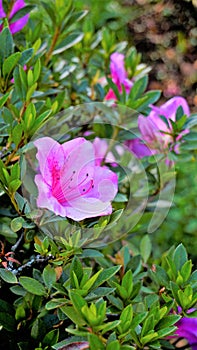 Beautiful pink color flowers of Rhododendron simsii also known as Azalea, Rhododendron, Pot Azalea