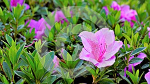 Beautiful pink color flowers of Rhododendron simsii also known as Azalea, Rhododendron, Pot Azalea
