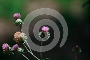 Detallado de hermoso rosa lleno a florecer flor en naturaleza verde en Himalaya con difuminar a verde una carta 