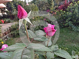Beautiful pink color rose flower buds in garden