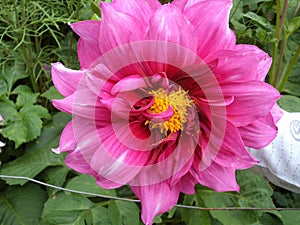 Beautiful pink colour flower of dahlia species.