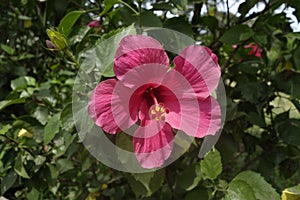 Beautiful pink colour of Hibiscus rosasinensis flower at the park photo