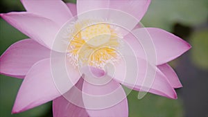 Beautiful pink colour lotus flower at the garden on the water park at sunny summer day. Bud is open. Camera rotating