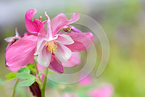 Beautiful pink columbine flower with soft focus background