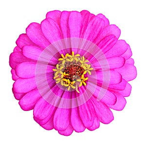 beautiful pink Common Zinnia flower isolated on white background