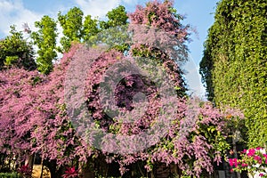 Beautiful pink Congea tomentosa tree in the garden.may be called Wooly Congea,Shower Orchid,krua on