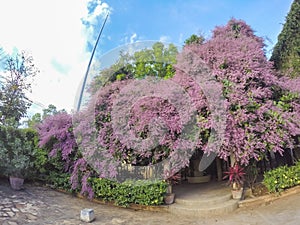 Beautiful pink Congea tomentosa tree in the garden.may be called Wooly Congea,Shower Orchid,krua on photo