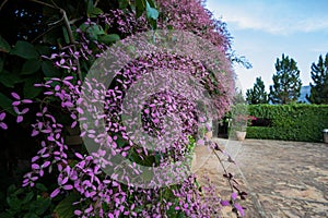 Beautiful pink Congea tomentosa tree in the garden.may be called Wooly Congea,Shower Orchid,krua on photo