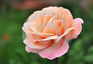 Beautiful pink coral English Rose, green backgroung