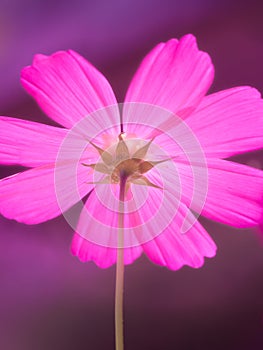 beautiful pink Cosmos bipinnatus flower