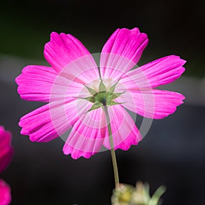 beautiful pink Cosmos bipinnatus flower