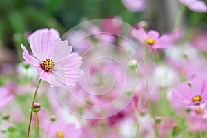 Beautiful pink cosmos bipinnatus flowers with water drops blooming in garden background