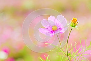 Beautiful Pink cosmos flower blooming in spring day by Macro