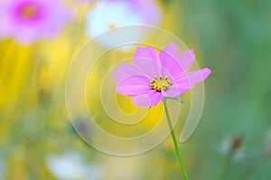 Beautiful pink cosmos flower with blur background