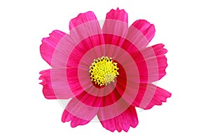 Beautiful pink cosmos flower isolated on white background with clipping path