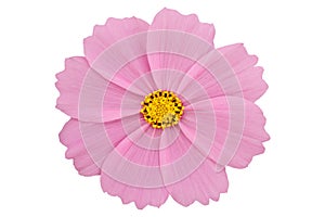 Beautiful pink cosmos flower isolated on white background with clipping path photo