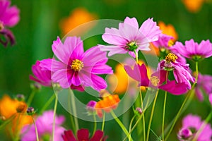 Beautiful pink cosmos flowers blooming in the garden