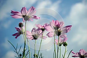 Beautiful pink cosmos flowers and Blue sky