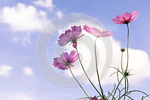 Beautiful pink cosmos flowers with blurred blue sky background.