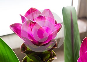 Beautiful pink Curcuma alismatifolia flower in close up at a botanical garden.