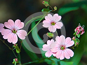 Beautiful pink cutleaf geranium in the garden