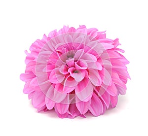 Beautiful Pink Dahlia