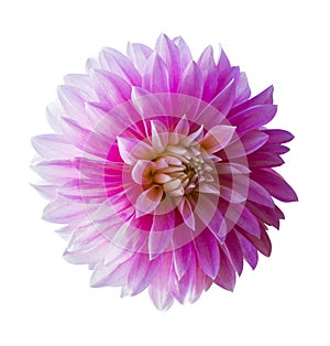 Beautiful pink dahlia Dahlia. Dahlia flower. Dahlias isolated on